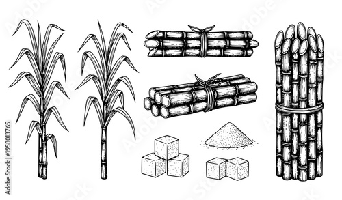 Vintage sugarcane line art vector set with stalks, bundles, sugarcubes, and granulated sugar illustrations
