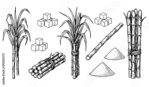 Hand drawn sugarcane plants and sugar elements vector collection with bundles, cubes, and granulated sugar