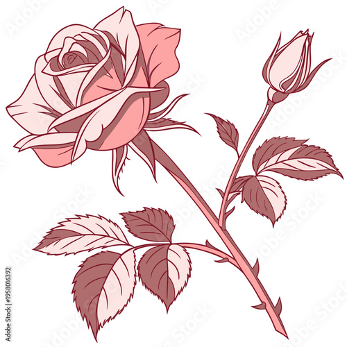 A pink rose with a bud and thorns