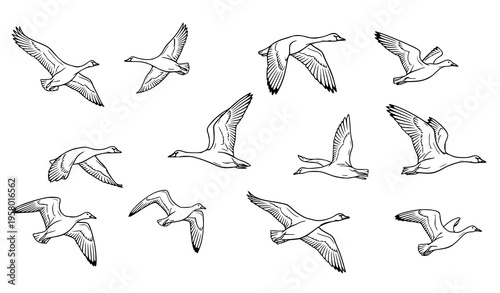 Dynamic bird flock line art flying swans geese and gulls outline vector illustration