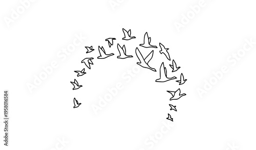 Minimal bird flock arc composition line art flying swans geese vector design