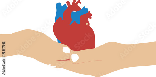 A pair of hands gently holding a human heart with care