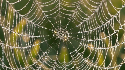 Spiderweb glistening with morning dew drops, captured in sharp macro focus against a soft green background