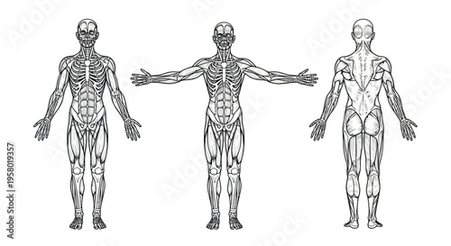 Anatomical illustration showing the human muscular system from front, back, and side perspectives