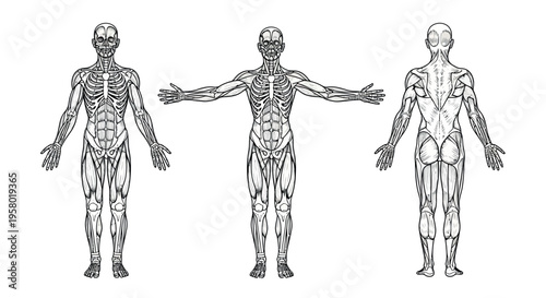 Anatomical diagram showing the human muscular system from the front and back view perspectives