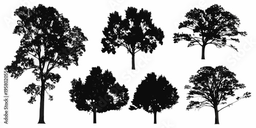 Silhouettes of various deciduous trees against a white background