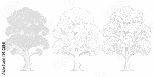 Three trees in varying shades of gray depicting a tonal sequence