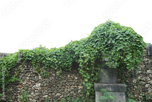 concrete structure completely engulfed by a thick, lush canopy of green climbing vines and leaves