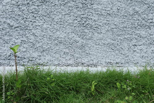 Green grass and small plants growing at the base of a rough-textured grey concrete wall outside