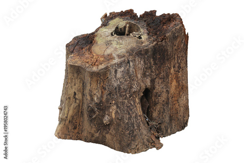 single weathered and decaying tree stump with a hollow center isolated against a white background