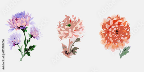 Watercolor style illustration of three vibrant chrysanthemum flower blooms