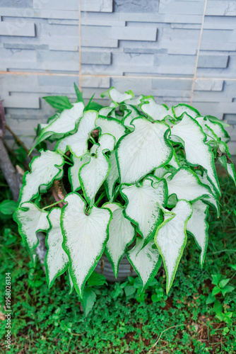 Tropical ornamental plant caladium white christmas with large heart shaped leaves growing in a pot