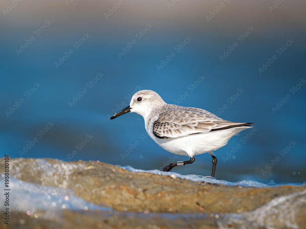 Obraz premium Bécasseau sanderling (Calidris alba) posé sur l’eau, limicole isolé en milieu côtier avec arrière-plan flou et espace négatif, Camargue