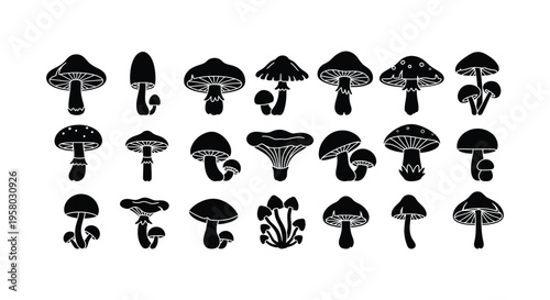 Collection of various mushroom species illustrations