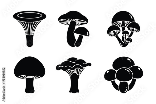 Collection of various mushroom species illustrations
