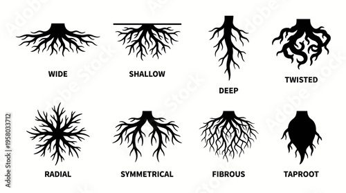 Illustrative diagram showcasing eight distinct types of plant root systems, including wide, shallow, deep, twisted, radial, symmetrical, fibrous, and taproot structures.