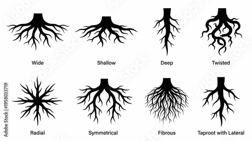 Illustrative diagram showcasing eight distinct types of plant root systems, including wide, shallow, deep, twisted, radial, symmetrical, fibrous, and taproot with lateral structures.