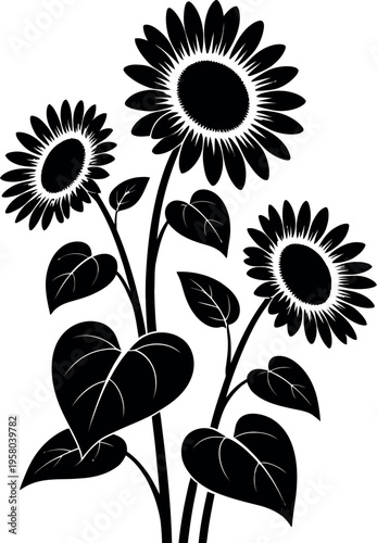 Sunflower illustration with blooming flower heads and stems in black and white style representing nature, botanical and floral design