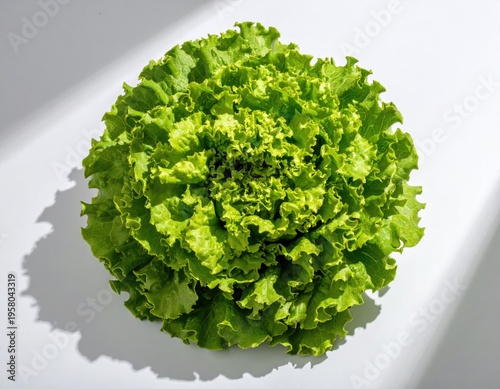 Fresh Green Lettuce Head on White Background with Shadows.