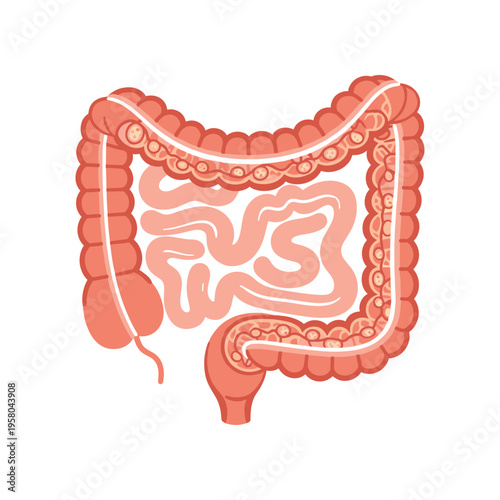 Human Large Intestine Anatomy Illustration.