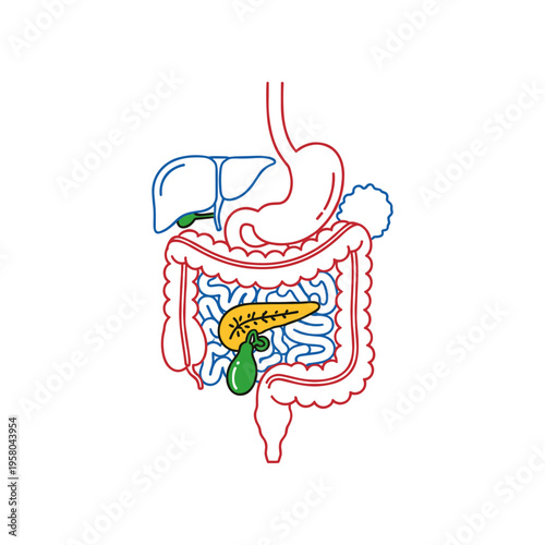 Human pancreas organ anatomy illustration.