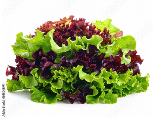 Fresh Mixed Green and Red Leaf Lettuce Isolated on White Background.