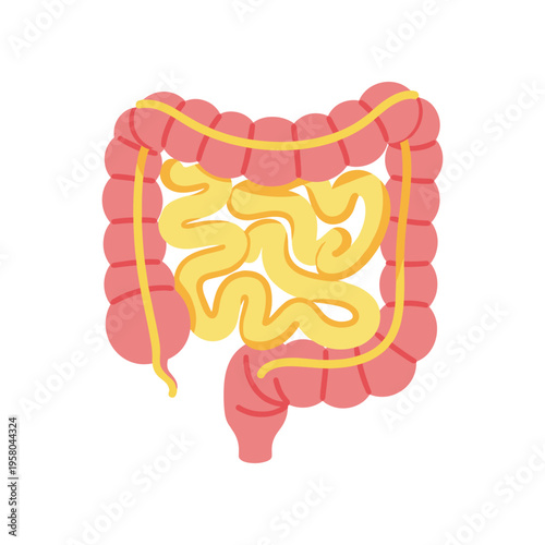 Human Intestine Digestive System Anatomy.