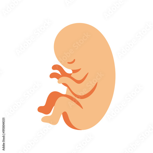 Human fetus in womb illustration.