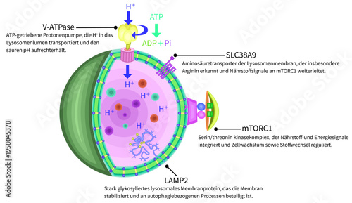 Molecular schematic of lysosomal membrane proteins and nutrient signaling pathways