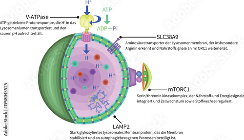 Molecular schematic of lysosomal membrane proteins and nutrient signaling pathways