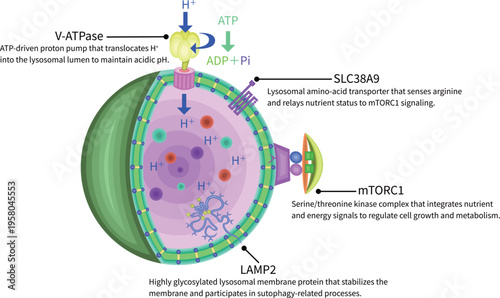 Molecular schematic of lysosomal membrane proteins and nutrient signaling pathways