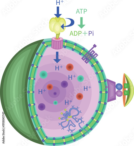 Molecular schematic of lysosomal membrane proteins and nutrient signaling pathways