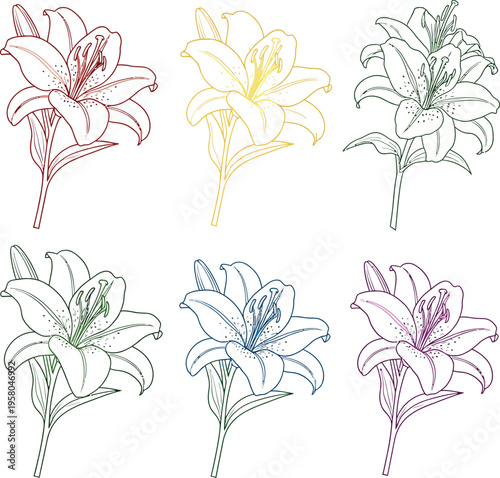 A set of six lilies in different colors