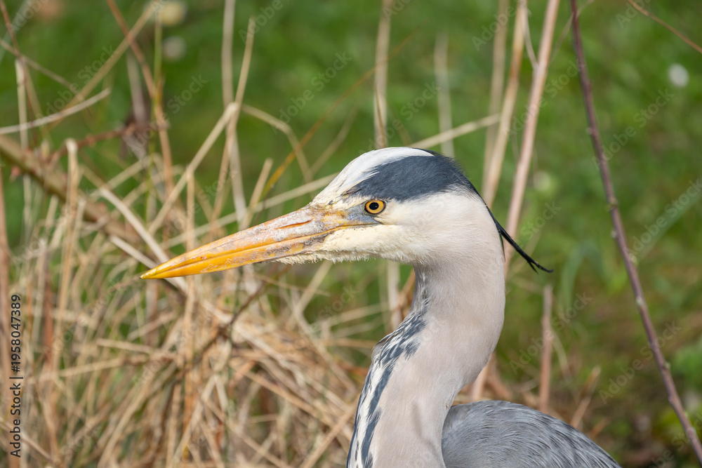 Obraz premium Close Up Portrait of Great Heron resting hunting in the grass in Spring 2026