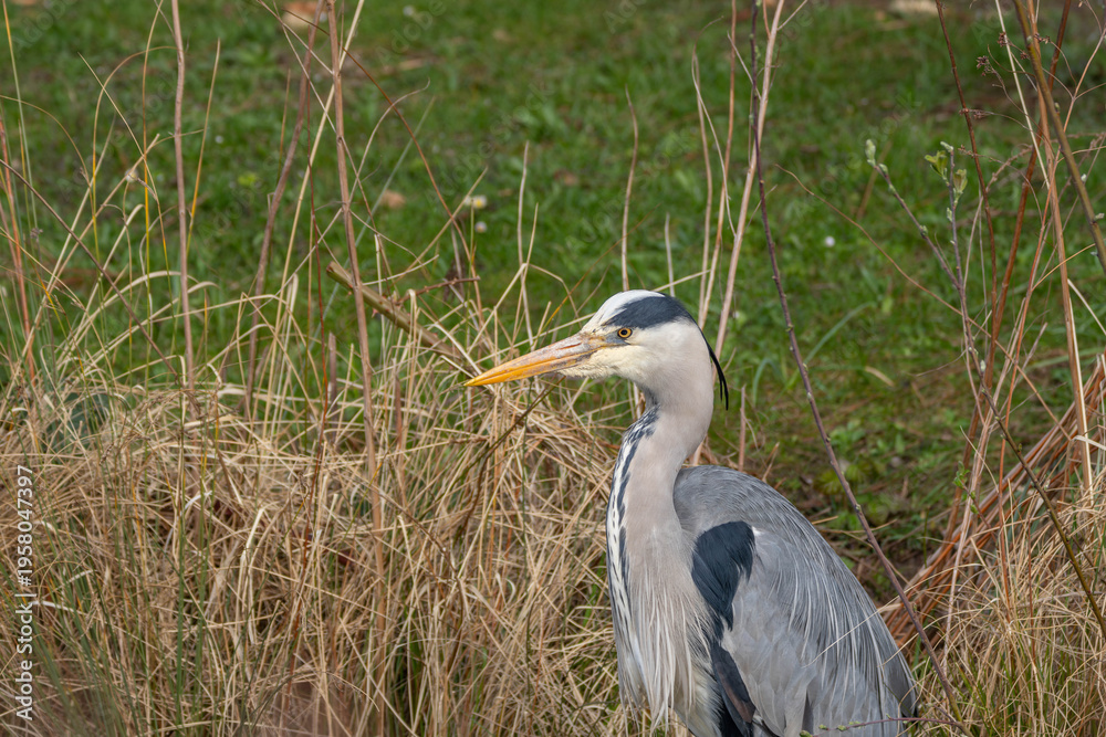 Fototapeta premium Close Up Portrait of Great Heron resting hunting in the grass in Spring 2026