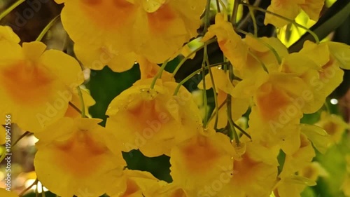 A beautiful yellow orchid, Dendrobium lindleyi Steud, is blooming profusely in nature.