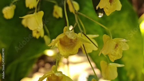 A beautiful yellow orchid, Dendrobium lindleyi Steud, is blooming profusely in nature.
