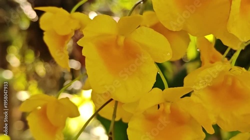 A beautiful yellow orchid, Dendrobium lindleyi Steud, is blooming profusely in nature.
