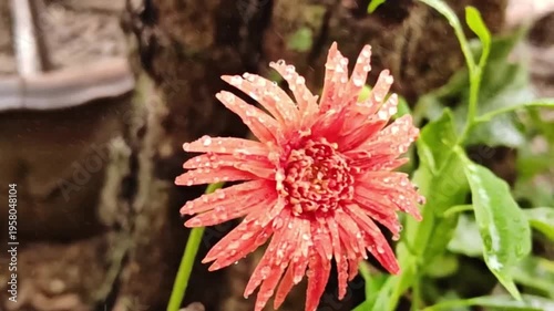 A close-up photograph of pink gerberas in their natural environment.