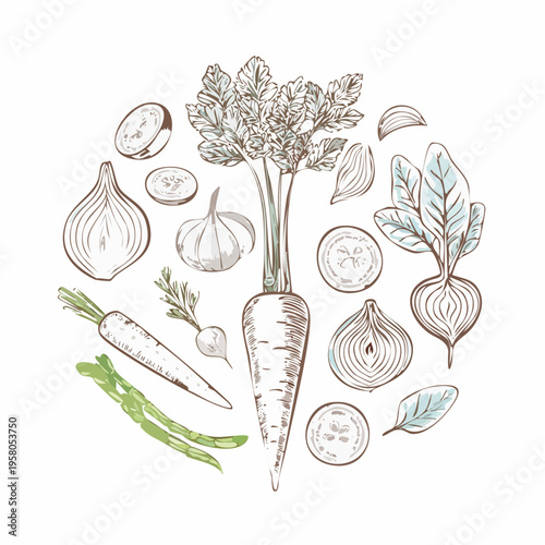 Root vegetable elements set outline sketch vector illustration