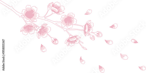 Delicate pink cherry blossom branch illustration with falling petals scattered across a clean white background design