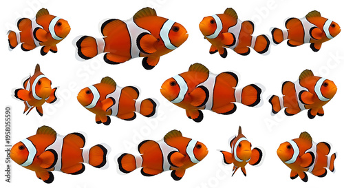Clownfish swimming in different directions PNG isolated on transparent background