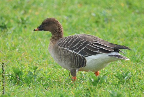 A Tundra Bean Goose, Anser serrirostris, feeding in a field.