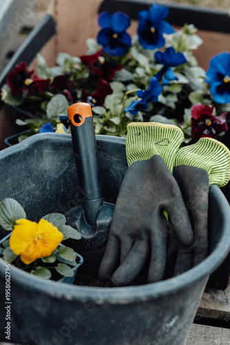 Planting pansies with gardening tools and peat bucket