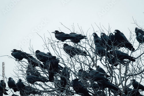 birds on a branch