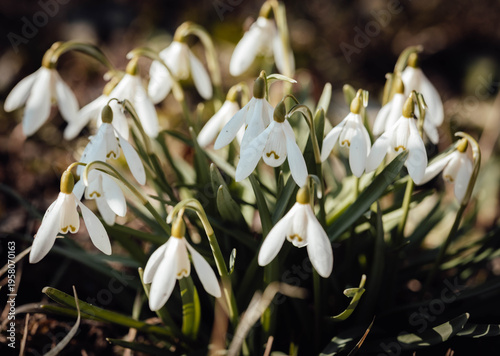 spring snowdrop flower