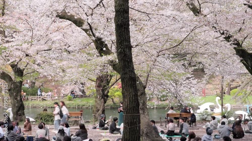 Spring in Tokyo : People Enjoying Hanami under the Cherry Blossom Canopy by the Pondside, with Blankets Spread across the Ground  |  Inokashira Park, Mitaka, Tokyo, Japan