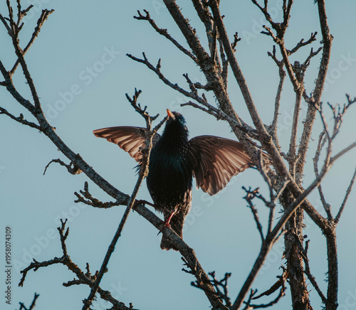 Bird in tree with spread wings