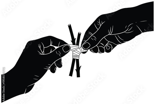 Hands tying plant graft with tape—gardening grafting technique for plant propagation.