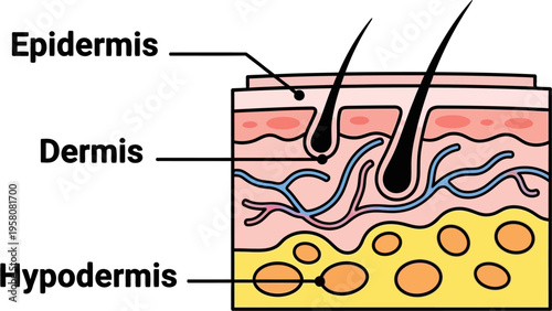 Diagram illustrating the layers of human skin including epidermis, dermis, and hypodermis with hair follicles and blood vessels.